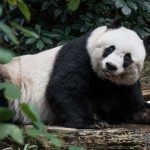 Muere el panda gigante más viejo del mundo