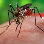 Aumenta a cuatro mil 837 casos de zika en México