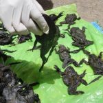 Investigan misteriosa muerte de miles de ranas gigantes en Perú