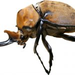Conoce al extraño escarabajo “alienígena” Hércules