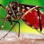 ¿Cómo combatir el dengue?