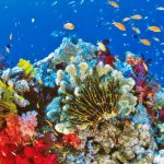 Daños  arrecifes de coral