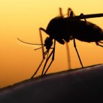Alista Secretaría de Salud ‘Segunda Jornada contra el Dengue, Chikungunya y Zika’
