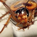 Extraen cucaracha viva del cráneo de una mujer