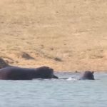 Turistas captan a dos hipopótamos salvando a un animal (Video)