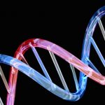 ¿Cual es la función de un genoma?