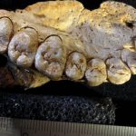 Hallan en una cueva la mandíbula del primer humano fuera de África