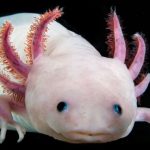 El ajolote tiene propiedades regenerativas que ayudarían a personas parapléjicas