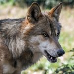 Muere la única loba de Dinamarca – Veracidad News