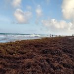 Sargazo como biofertilizante evita contaminación en playas de México – Veracidad News