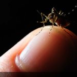 ¿Qué es el paludismo o malaria? – Veracidad News