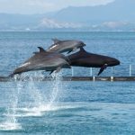 Los insecticidas causan la muerte de delfines en Brasil
