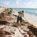 Ciudadanos ayudan a retirar sargazo de playas de Quintana Roo