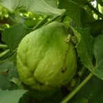 Desarrollan en UNAM ‘súper chayote’ contra el cáncer