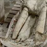 Descubren restos de elefante de 1.5 millones de años