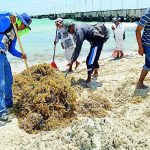 Fonatur se una a la limpieza de sargazo en Cancún
