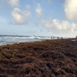 Quintana Roo solicitará apoyo financiero para limpiar las playas del sargazo