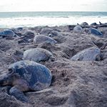 Tortugas mueren atrapadas en red de pesca en Oaxaca