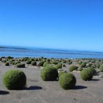 Aparece extraño fenómeno en playas mexicanas