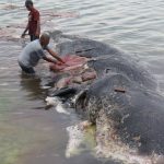 Hallan plásticos en estómago de ballena muerta en Indonesia