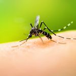 Consejos ante las enfermedades transmitidas por el mosco