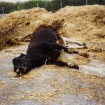 Veracidad News – Reaparece enfermedad de las vacas locas