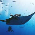 Lugares en México para ver mantas gigantes y tiburones