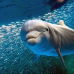 El cambio climático afecta a los delfines