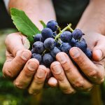 Las uvas en la Biblia y sus beneficios.