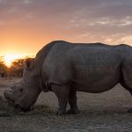 “Científicos trabajan de salvar al rinoceronte blanco”