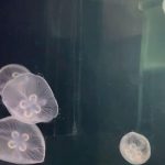 Científicos crean la primer medusa biónica: Así es y para esto sirve
