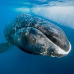 Rescatan a ballena jorobada en Mazatlán